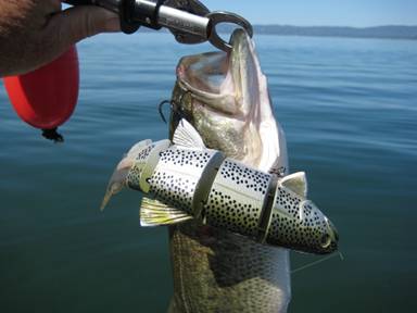 8 inch bait - 2 lb fish